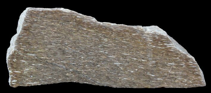 Polished Pliosaur (Liopleurodon) Bone - England #53446